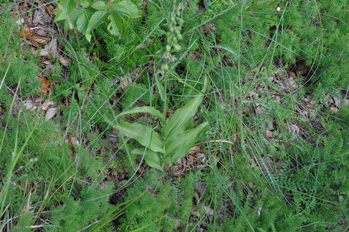 helleborine  Apuane